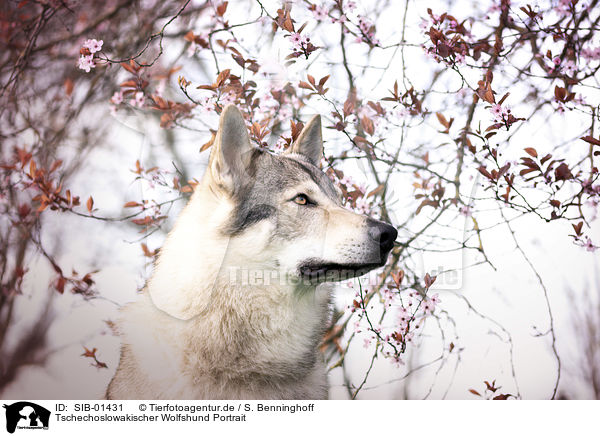 Tschechoslowakischer Wolfshund Portrait / SIB-01431