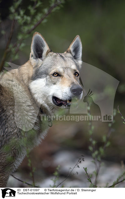Tschechoslowakischer Wolfshund Portrait / DST-01097