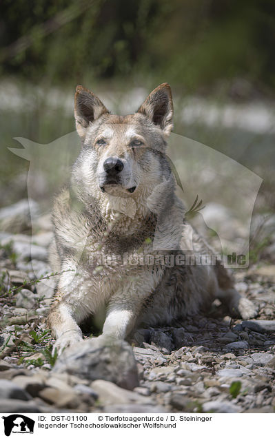 liegender Tschechoslowakischer Wolfshund / lying Czechoslovakian Wolfdog / DST-01100