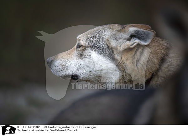 Tschechoslowakischer Wolfshund Portrait / DST-01102
