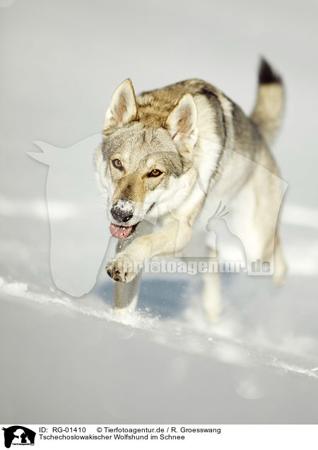 Tschechoslowakischer Wolfshund im Schnee / Czechoslovakian Wolfdog in the snow / RG-01410