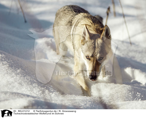 Tschechoslowakischer Wolfshund im Schnee / RG-01412