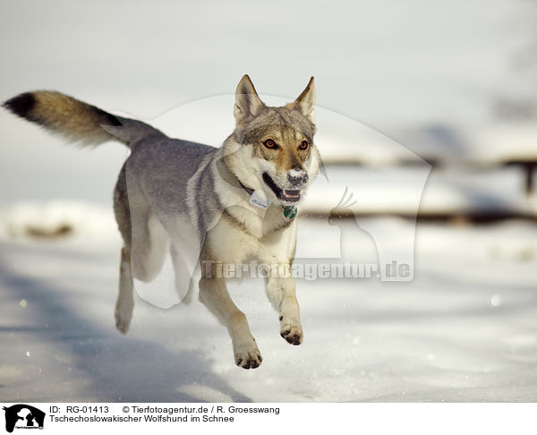 Tschechoslowakischer Wolfshund im Schnee / Czechoslovakian Wolfdog in the snow / RG-01413