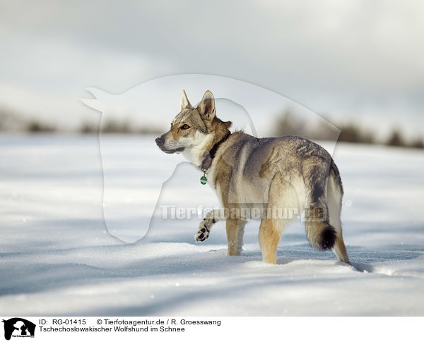 Tschechoslowakischer Wolfshund im Schnee / Czechoslovakian Wolfdog in the snow / RG-01415