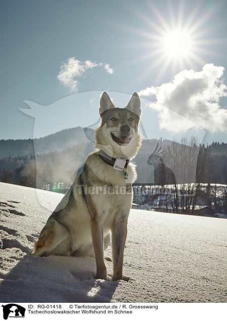 Tschechoslowakischer Wolfshund im Schnee / Czechoslovakian Wolfdog in the snow / RG-01418