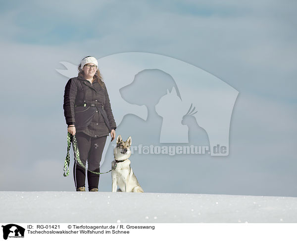 Tschechoslowakischer Wolfshund im Schnee / Czechoslovakian Wolfdog in the snow / RG-01421