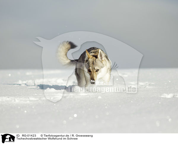 Tschechoslowakischer Wolfshund im Schnee / RG-01423