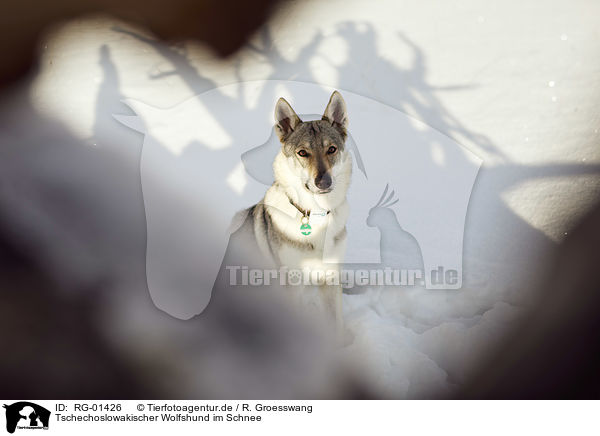Tschechoslowakischer Wolfshund im Schnee / RG-01426