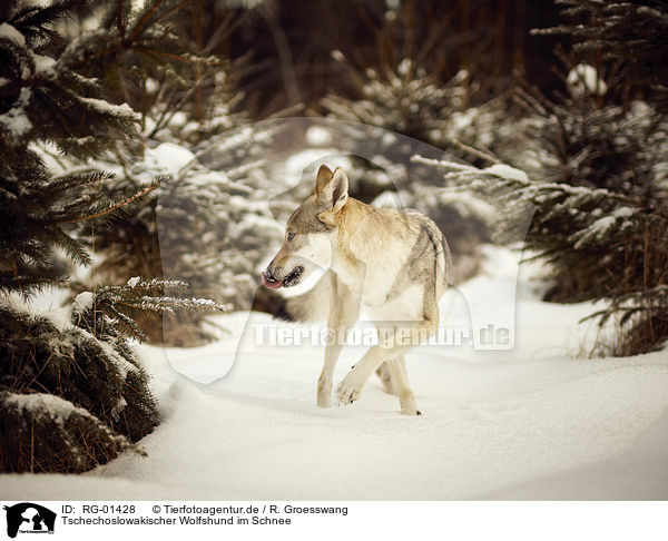 Tschechoslowakischer Wolfshund im Schnee / Czechoslovakian Wolfdog in the snow / RG-01428