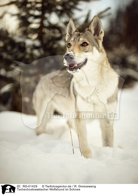 Tschechoslowakischer Wolfshund im Schnee / RG-01429