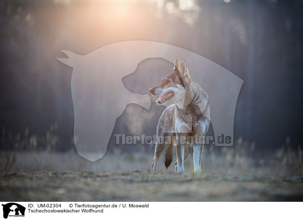Tschechoslowakischer Wolfhund / Czechoslovakian Wolfdog / UM-02304