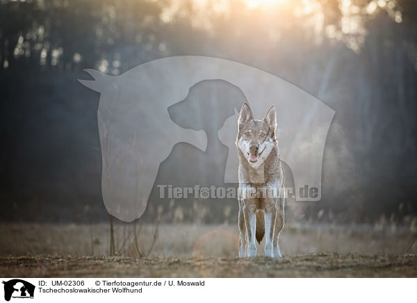 Tschechoslowakischer Wolfhund / Czechoslovakian Wolfdog / UM-02306