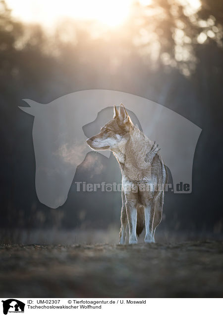 Tschechoslowakischer Wolfhund / Czechoslovakian Wolfdog / UM-02307