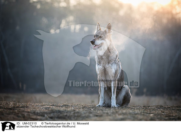 sitzender Tschechoslowakischer Wolfhund / sitting Czechoslovakian Wolfdog / UM-02310