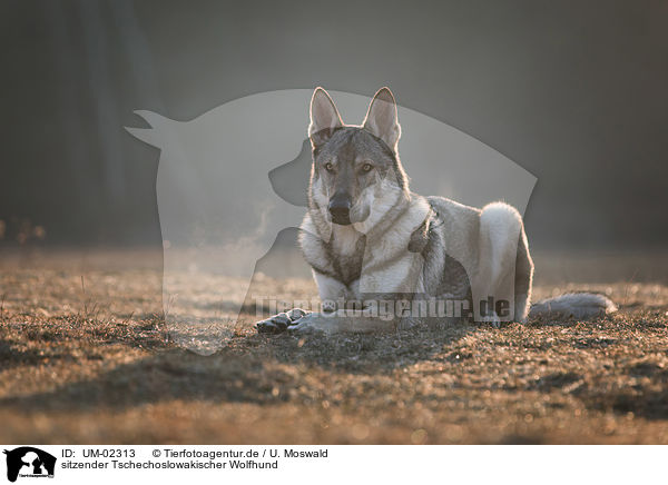 sitzender Tschechoslowakischer Wolfhund / sitting Czechoslovakian Wolfdog / UM-02313