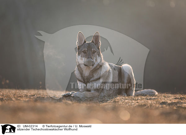 sitzender Tschechoslowakischer Wolfhund / sitting Czechoslovakian Wolfdog / UM-02314