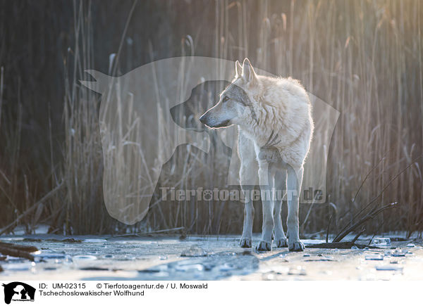 Tschechoslowakischer Wolfhund / Czechoslovakian Wolfdog / UM-02315