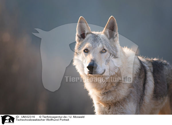 Tschechoslowakischer Wolfhund Portrait / Czechoslovakian Wolfdog Portrait / UM-02316