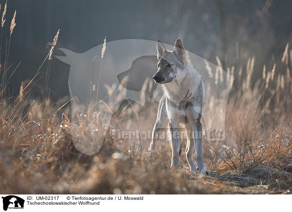 Tschechoslowakischer Wolfhund / Czechoslovakian Wolfdog / UM-02317