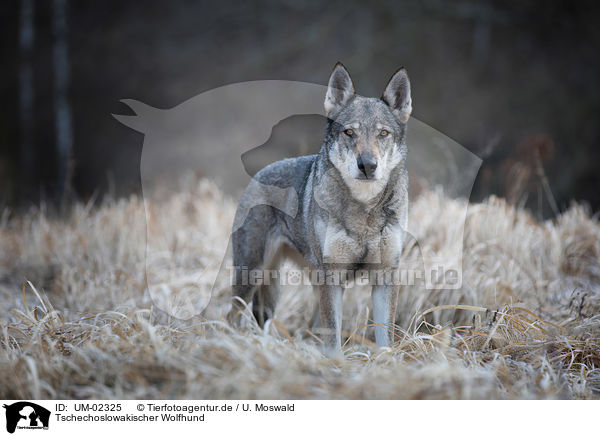 Tschechoslowakischer Wolfhund / Czechoslovakian Wolfdog / UM-02325