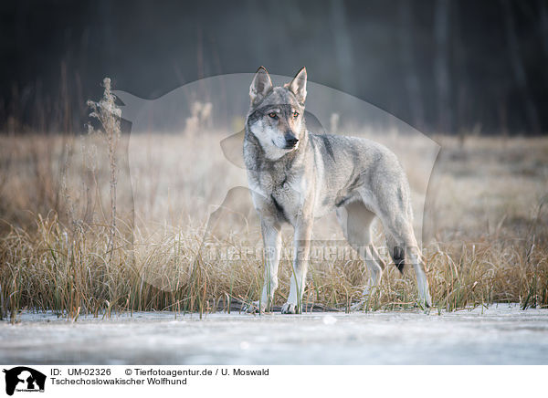 Tschechoslowakischer Wolfhund / Czechoslovakian Wolfdog / UM-02326