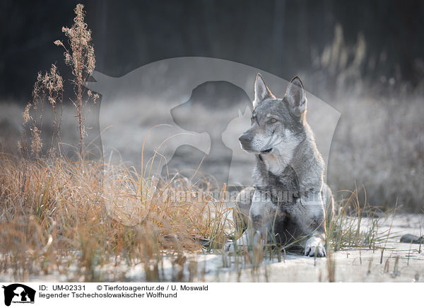 liegender Tschechoslowakischer Wolfhund / UM-02331