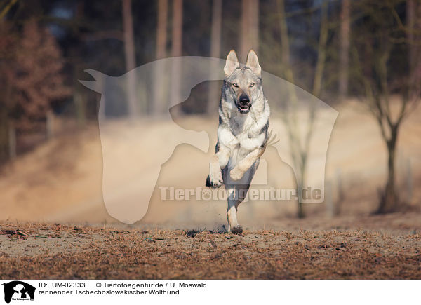 rennender Tschechoslowakischer Wolfhund / running Czechoslovakian Wolfdog / UM-02333
