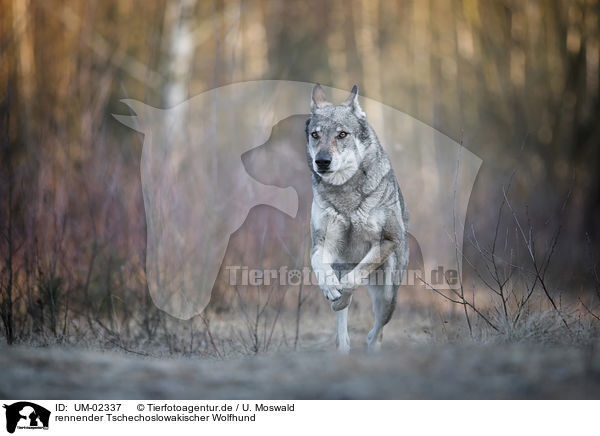 rennender Tschechoslowakischer Wolfhund / UM-02337