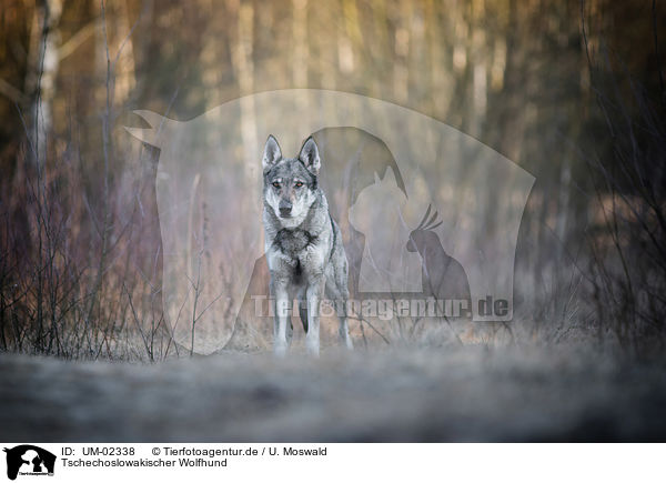 Tschechoslowakischer Wolfhund / Czechoslovakian Wolfdog / UM-02338