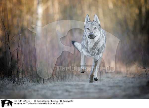 rennender Tschechoslowakischer Wolfhund / UM-02340
