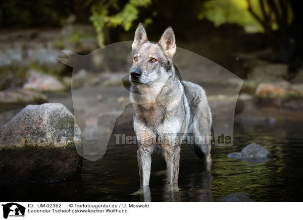 badender Tschechoslowakischer Wolfhund / bathing Czechoslovakian Wolfdog / UM-02362