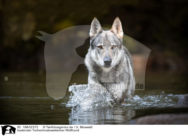 badender Tschechoslowakischer Wolfhund / bathing Czechoslovakian Wolfdog / UM-02372