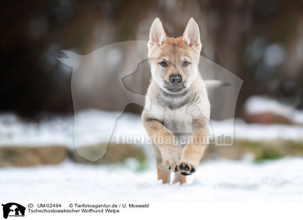 Tschechoslowakischer Wolfhund Welpe / UM-02494