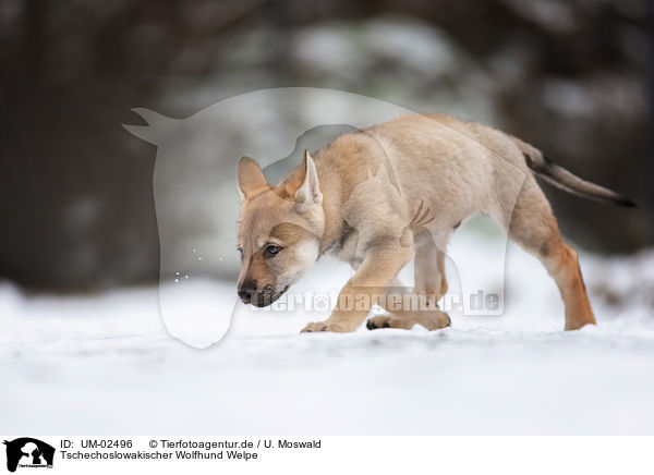 Tschechoslowakischer Wolfhund Welpe / UM-02496
