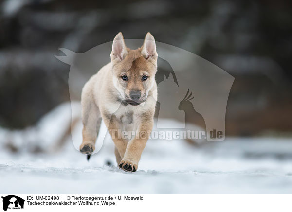 Tschechoslowakischer Wolfhund Welpe / Czechoslovakian Wolfdog Puppy / UM-02498