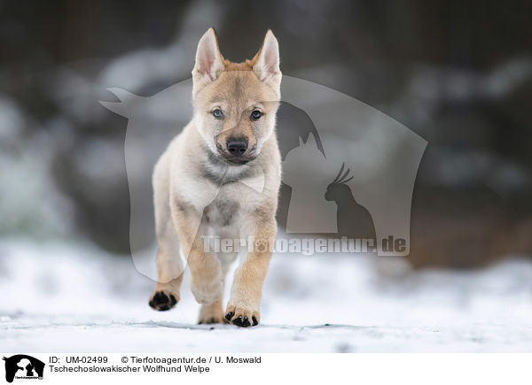 Tschechoslowakischer Wolfhund Welpe / Czechoslovakian Wolfdog Puppy / UM-02499