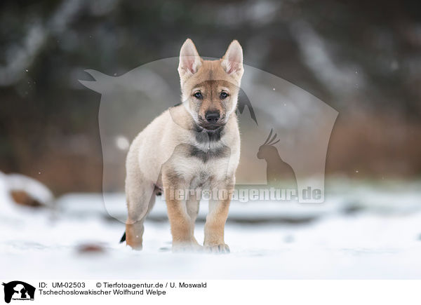Tschechoslowakischer Wolfhund Welpe / UM-02503