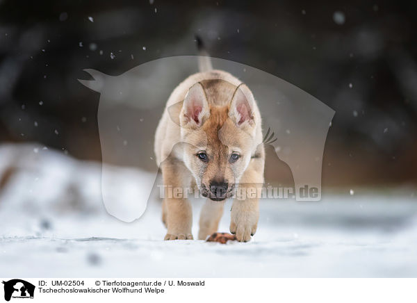 Tschechoslowakischer Wolfhund Welpe / UM-02504