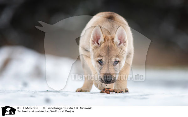 Tschechoslowakischer Wolfhund Welpe / UM-02505