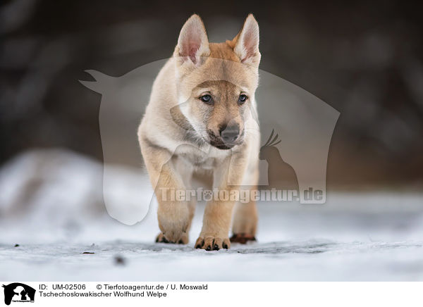 Tschechoslowakischer Wolfhund Welpe / Czechoslovakian Wolfdog Puppy / UM-02506