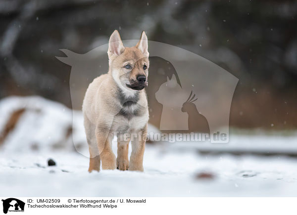 Tschechoslowakischer Wolfhund Welpe / UM-02509