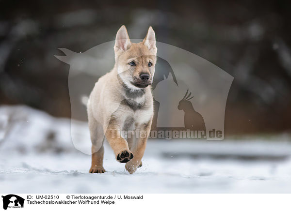 Tschechoslowakischer Wolfhund Welpe / Czechoslovakian Wolfdog Puppy / UM-02510