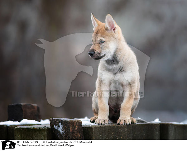 Tschechoslowakischer Wolfhund Welpe / UM-02513