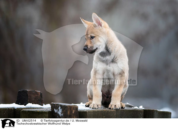 Tschechoslowakischer Wolfhund Welpe / UM-02514