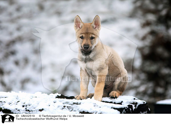 Tschechoslowakischer Wolfhund Welpe / UM-02519