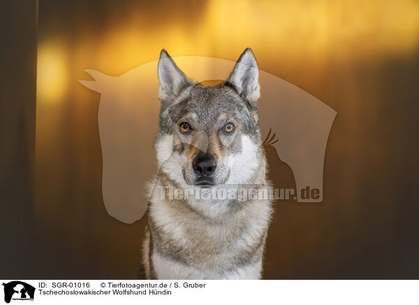 Tschechoslowakischer Wolfshund Hndin / female Czechoslovakian Wolfdog / SGR-01016