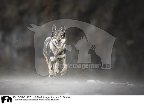 Tschechoslowakischer Wolfshund Hndin / female Czechoslovakian Wolfdog / SGR-01137