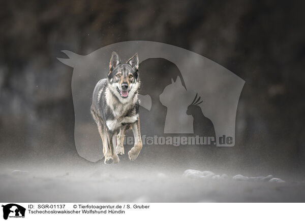 Tschechoslowakischer Wolfshund Hndin / SGR-01137