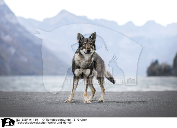 Tschechoslowakischer Wolfshund Hndin / female Czechoslovakian Wolfdog / SGR-01139