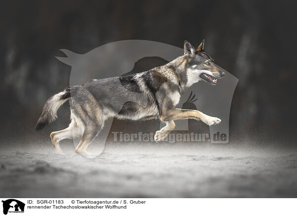 rennender Tschechoslowakischer Wolfhund / SGR-01183